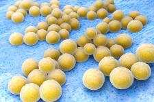 ARL Bio Pharma How Does Microbial ID Benefit Your Pharmacy?