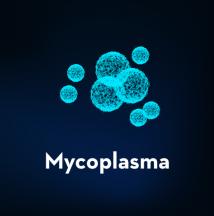 Mycoplasma Testing Photo